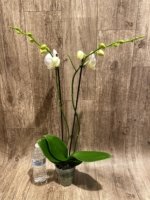 Double Spikes Phalaenopsis OX Royal Yellow (4.5" pot) - Image 5