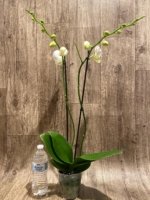 Double Spikes Phalaenopsis OX Royal Yellow (4.5" pot) - Image 7