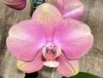 In Spikes Phalaenopsis OX Golden Star 'OX1663' × SKB Black Lace Huge Plant (4" pot) - Image 3