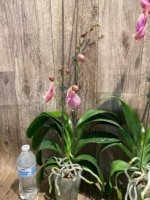 In Spikes Phalaenopsis OX Golden Star 'OX1663' × SKB Black Lace Huge Plant (4" pot) - Image 9