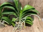 In Spikes Phalaenopsis OX Golden Star 'OX1663' × SKB Black Lace Huge Plant (4" pot) - Image 10