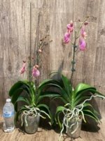 In Spikes Phalaenopsis OX Golden Star 'OX1663' × SKB Black Lace Huge Plant (4" pot) - Image 6