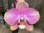 In Spikes Phalaenopsis OX Golden Star 'OX1663' × SKB Black Lace Huge Plant (4" pot) - Image 5