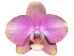 In Spikes Phalaenopsis OX Golden Star 'OX1663' × SKB Black Lace Huge Plant (4" pot) - Image 2