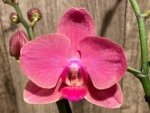 Double Spikes Phalaenopsis Red Sun (3” Pot) - Image 3