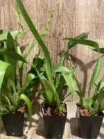 Double Spikes Oip. Celtic Sun x Burgundian 'Bizarro' (3.5" Pot) - Image 6