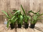 Double Spikes Oip. Celtic Sun x Burgundian 'Bizarro' (3.5" Pot) - Image 3