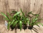 Double Spikes Oip. Celtic Sun x Burgundian 'Bizarro' (3.5" Pot) - Image 4