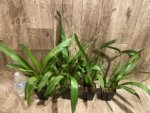 Double Spikes Oip. Celtic Sun x Burgundian 'Bizarro' (3.5" Pot) - Image 9