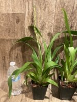 In Spike Oip. Celtic Sun x Burgundian 'Bizarro' (3.5" Pot) - Image 6