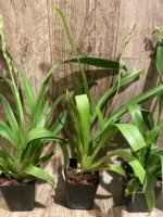 In Spike Oip. Celtic Sun x Burgundian 'Bizarro' (3.5" Pot) - Image 7