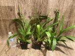In Spike Oip. Celtic Sun x Burgundian 'Bizarro' (3.5" Pot) - Image 4