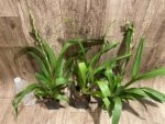 In Spike Oip. Celtic Sun x Burgundian 'Bizarro' (3.5" Pot) - Image 5