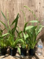 In Spike Miltoniopsis Arthur Cobbledick 'Springtime' HCC/AOS (3.5" Pot) - Image 2