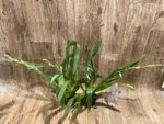 Double Spikes Miltoniopsis Arthur Cobbledick 'Springtime' HCC/AOS (3.5" Pot) - Image 6