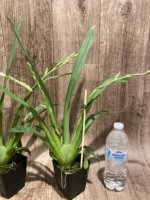 Double Spikes Miltoniopsis Lennart Karl Gottling ‘Alex’ (3.5" Pot) - Image 6