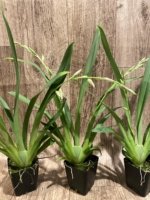 Double Spikes Miltoniopsis Lennart Karl Gottling ‘Alex’ (3.5" Pot) - Image 5