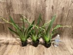 Double Spikes Miltoniopsis Lennart Karl Gottling ‘Alex’ (3.5" Pot) - Image 2