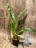 In Spike Zygoneria Adelaide Meadows ‘SVO 4n’ (3.5” pot) - Image 6