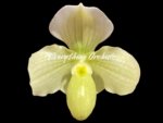 In Bloom Paph. Quintals Yellowstone (thaianum x Charmingly Stoned) (2" pot)