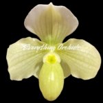In Bloom Paph. Quintals Yellowstone (thaianum x Charmingly Stoned) (2" pot)