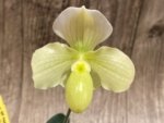 In Bloom Paph. Quintals Yellowstone (thaianum x Charmingly Stoned) (2" pot) - Image 3