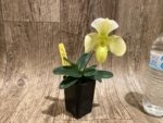 In Bloom Paph. Quintals Yellowstone (thaianum x Charmingly Stoned) (2" pot) - Image 4