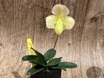 In Bloom Paph. Quintals Yellowstone (thaianum x Charmingly Stoned) (2" pot) - Image 5