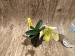 In Bloom Paph. Quintals Yellowstone (thaianum x Charmingly Stoned) (2" pot) - Image 6