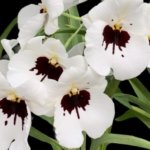 In Spike Miltoniopsis Lila Fearneyhough 'Rorschach' (3.5" Pot)