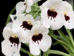 Double Spikes Miltoniopsis Lila Fearneyhough 'Rorschach' (3.5" Pot)