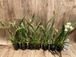 In Spike Miltoniopsis Lila Fearneyhough 'Rorschach' (3.5" Pot) - Image 3
