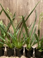 In Spike Miltoniopsis Lila Fearneyhough 'Rorschach' (3.5" Pot) - Image 5