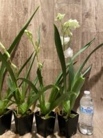 In Spike Miltoniopsis Lila Fearneyhough 'Rorschach' (3.5" Pot) - Image 7