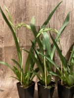 In Spike Miltoniopsis Lila Fearneyhough 'Rorschach' (3.5" Pot) - Image 4