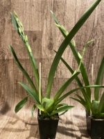 Double Spikes Miltoniopsis Lila Fearneyhough 'Rorschach' (3.5" Pot) - Image 4