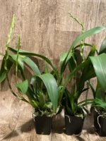 Double Spikes - Banfieldara Gilded Tower 'Mystic Maze' (3.5" pot) - Image 8