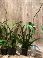 Double Spikes - Banfieldara Gilded Tower 'Mystic Maze' (3.5" pot) - Image 10