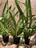 Triple Spikes Miltoniopsis Lila Fearneyhough 'Ethel’ (3.5” Pot) - Image 5