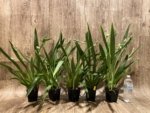 Triple Spikes Miltoniopsis Lila Fearneyhough 'Ethel’ (3.5” Pot) - Image 2