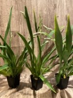 Quadruple Spikes Miltoniopsis Lila Fearneyhough 'Ethel’ (3.5” Pot) - Image 5