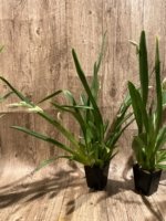 Quadruple Spikes Miltoniopsis Lila Fearneyhough 'Ethel’ (3.5” Pot) - Image 4