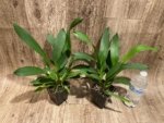 Oncidium Hilo Firecracker Sangria' (3.5” Pot) - Image 3