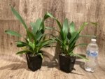 Oncidium Hilo Firecracker Sangria' (3.5” Pot) - Image 2