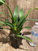 Oncidium Hilo Firecracker Sangria' (3.5” Pot) - Image 5