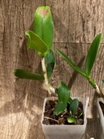 Rlc. Leopard Land (RIc. Waianae Leopard 'C.H. x aclandae) (3.5” pot) - Image 4
