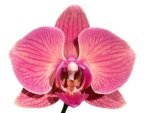 Double Spikes Phalaenopsis Golden Beth (3" pot) - Image 2