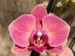 Double Spikes Phalaenopsis Golden Beth (3" pot) - Image 3