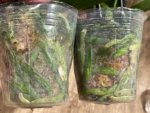 Double Spikes Phalaenopsis Golden Beth (3" pot) - Image 9