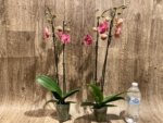 Double Spikes Phalaenopsis Golden Beth (3" pot) - Image 5